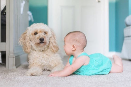 dog and baby are safe and secure thanks to double sided tape