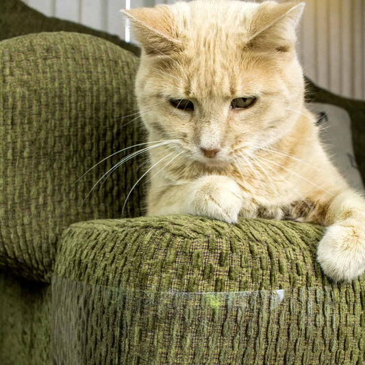 A Cat looking at Anti Scratch Cat Tape on a couch